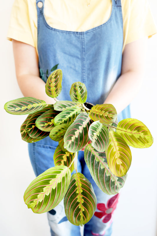 Red Maranta Prayer Plant