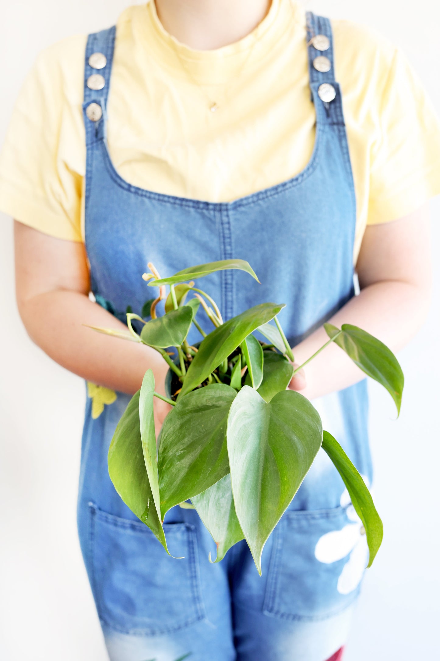 Heartleaf Philodendron