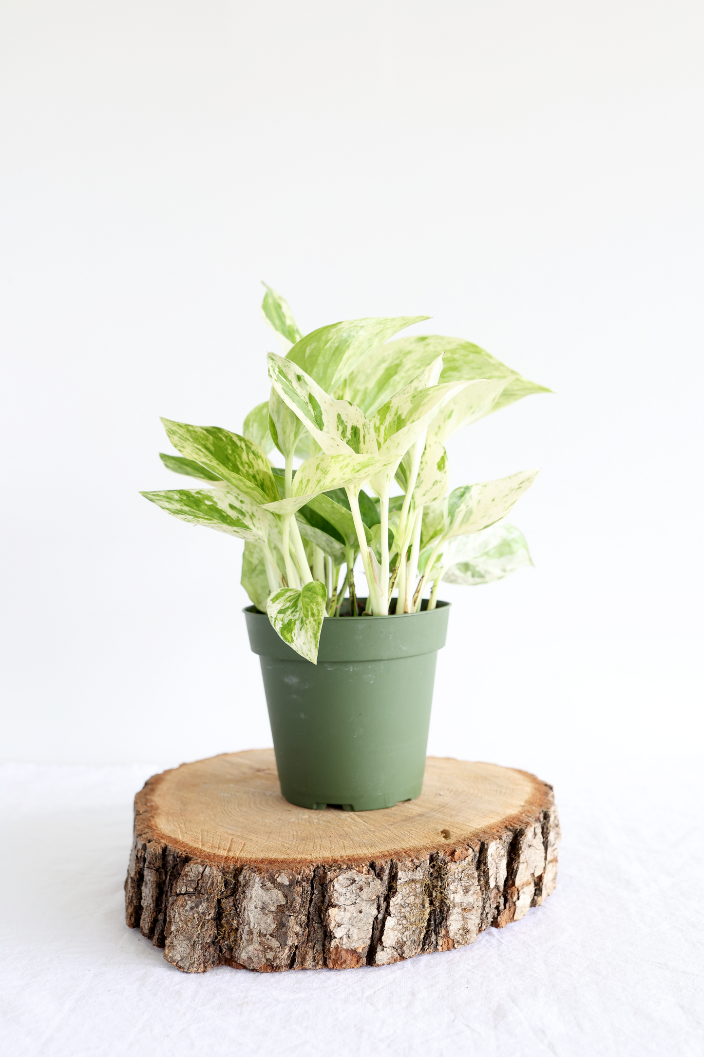 Marble Queen Pothos Plant