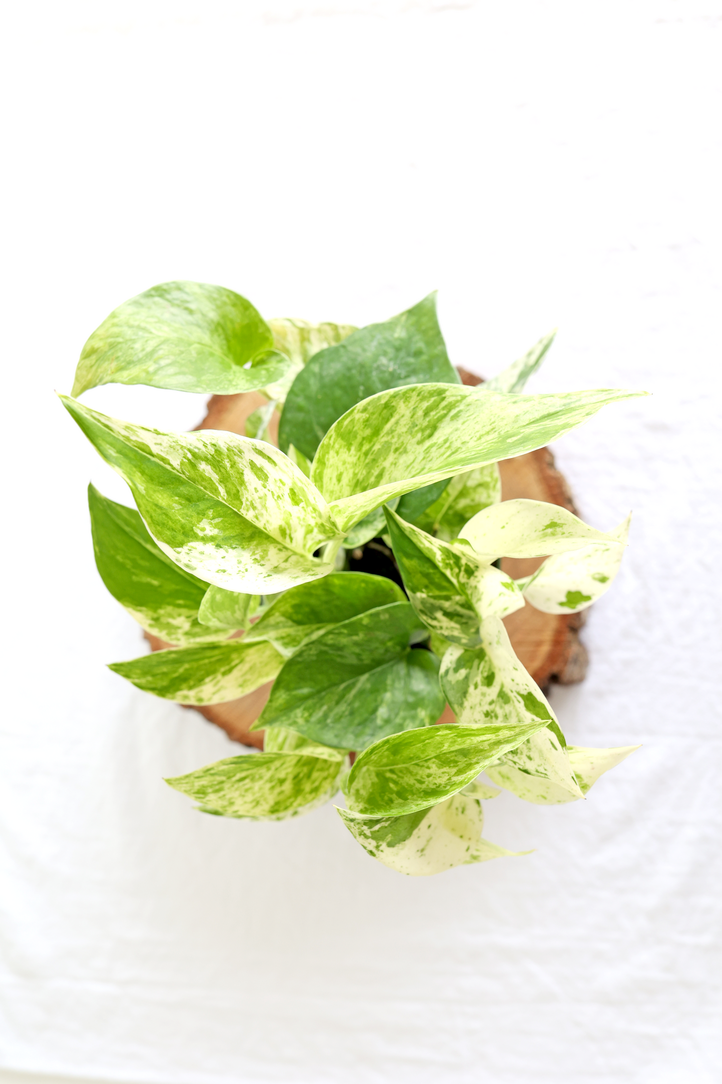 Marble Queen Pothos Plant
