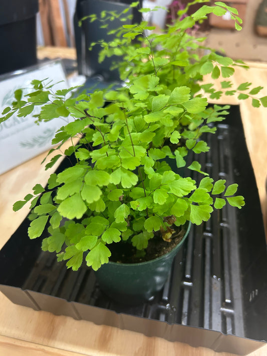 Maidenhair Fern