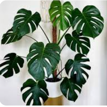 Monstera